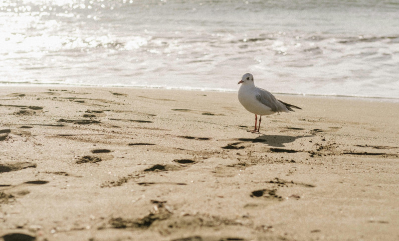 Faune bord de mer Bretagne.jpg