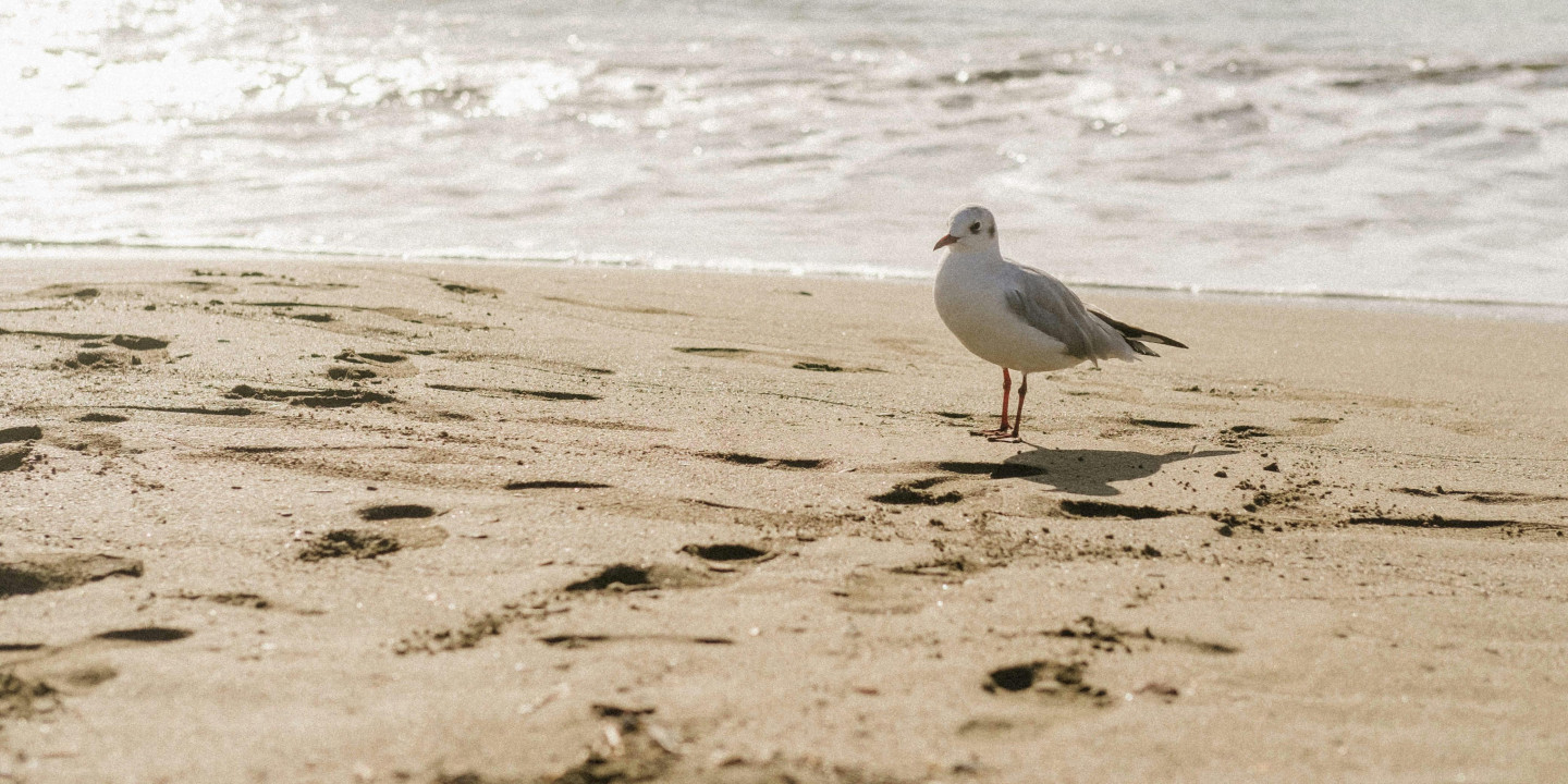 Faune bord de mer Bretagne.jpg